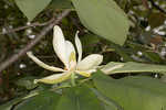 Mountain magnolia